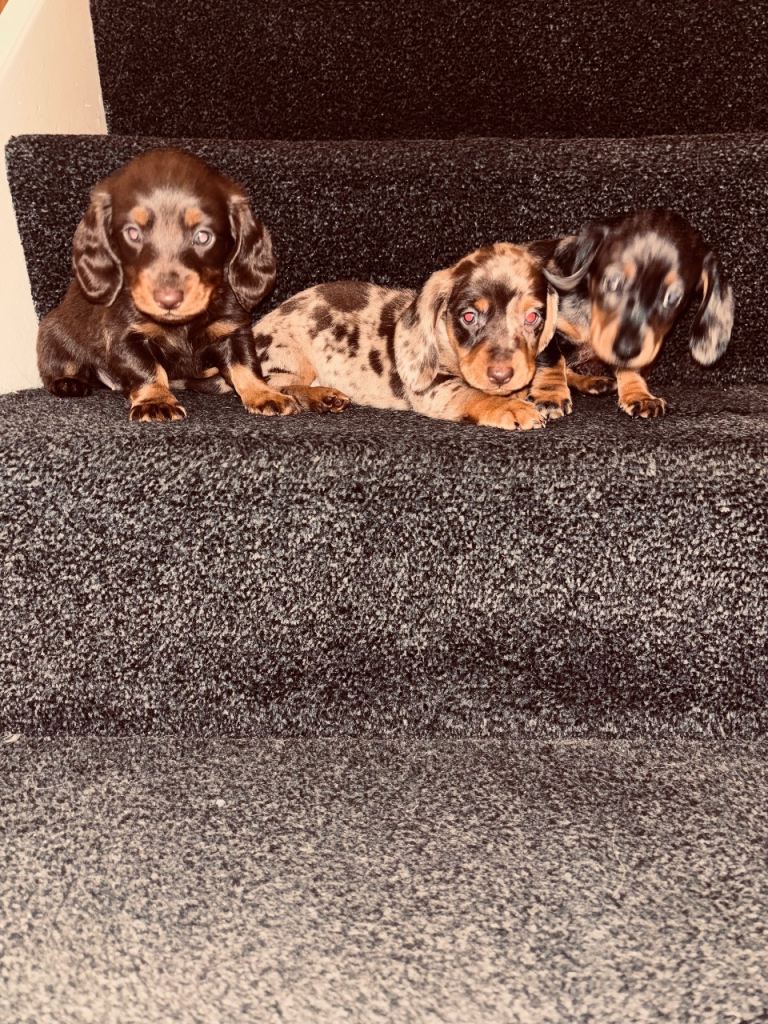 Miniature dachshund  puppies long haired 