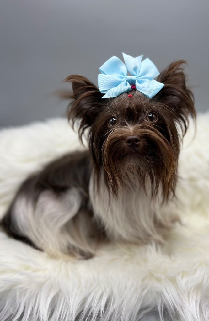 Tiny girl Yorkshire Terrier 