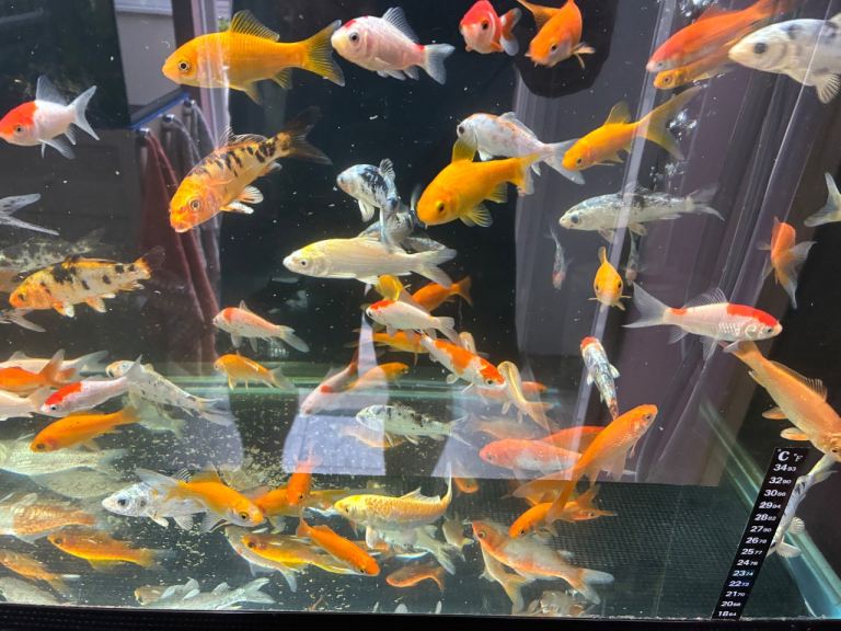 Assorted Koi Carp & Goldfish (Updated Pictures)