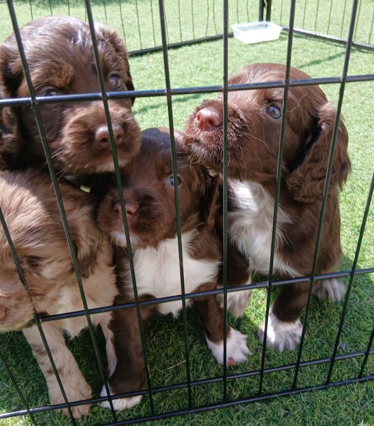 Cocker spaniels 