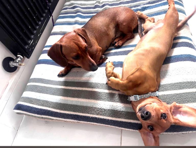 Dachshunds for sell pretty babies 