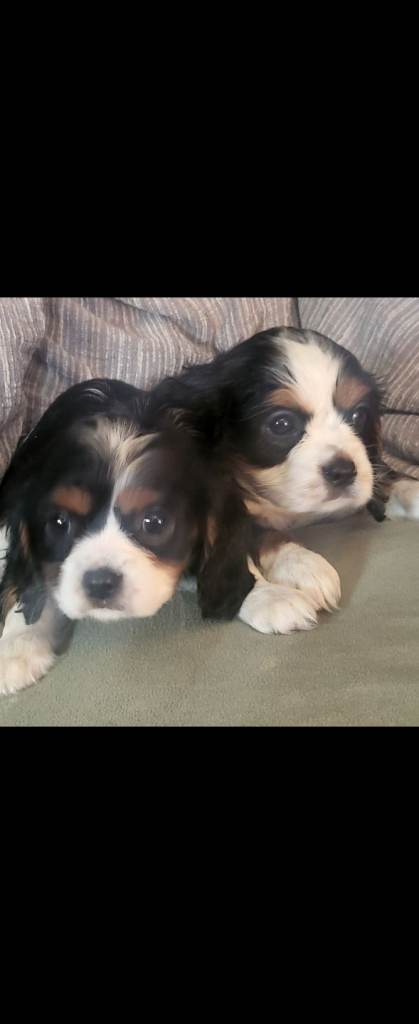 Cavalier king charles spaniel pups