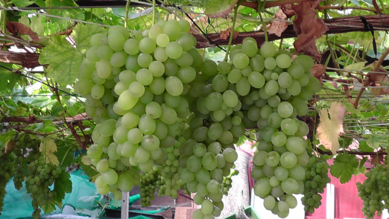 Grape vine white variety from Cyprus producing large sweet scented grapes every year in 2L. pot