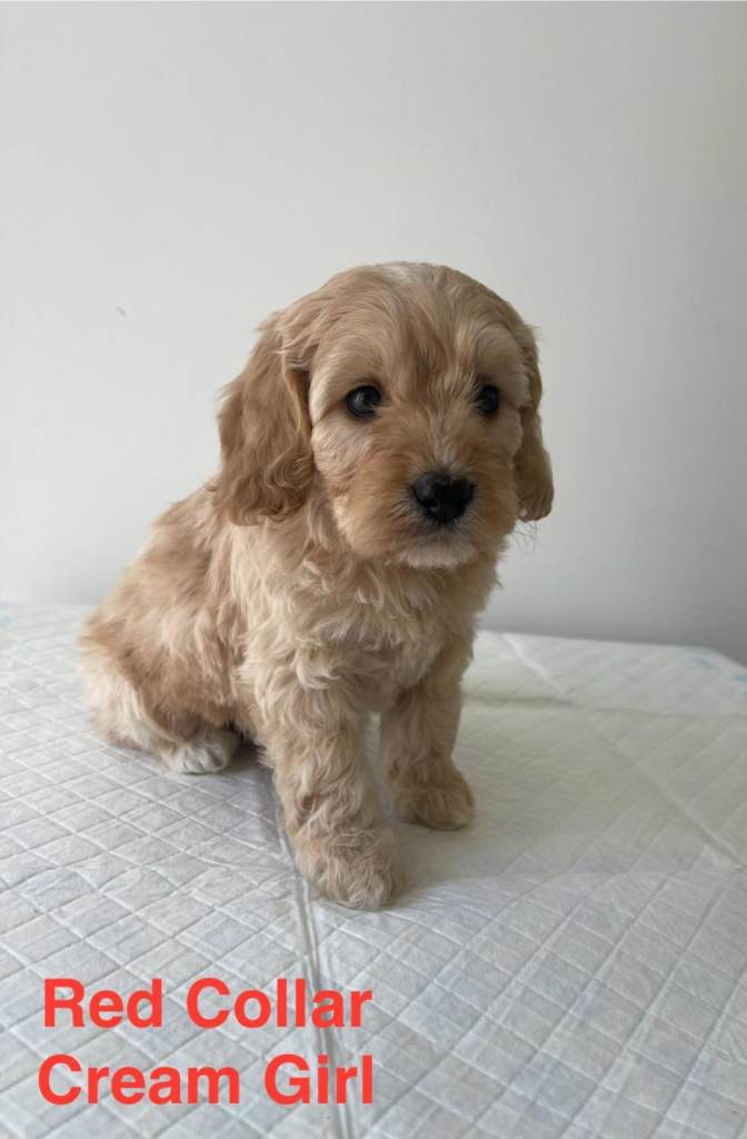 6 F1 Cockapoo Puppies