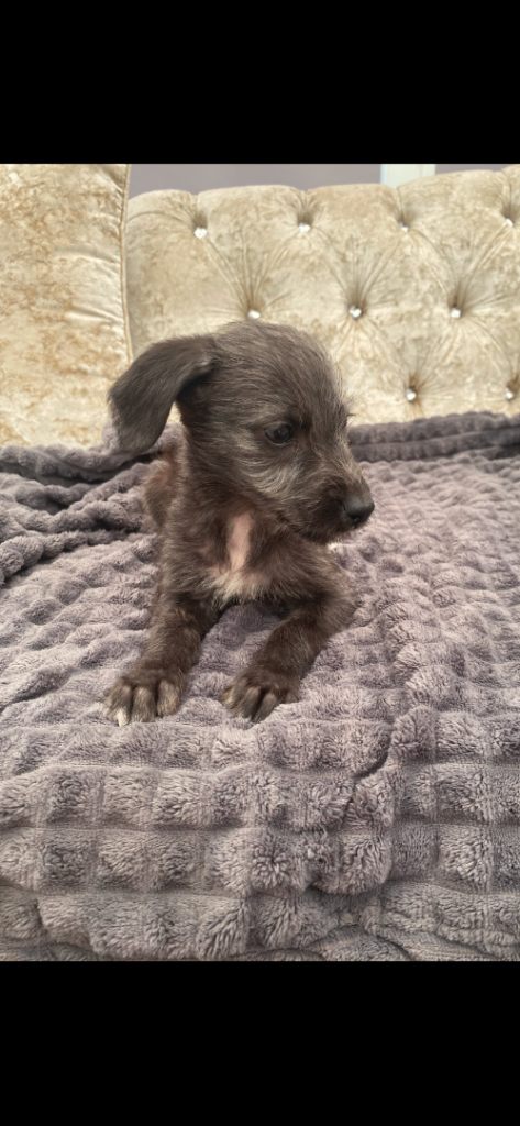 Bedlington x whippet puppies 