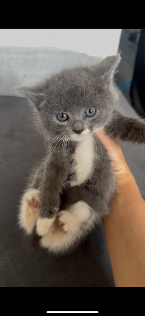Norwegian forest kittens 