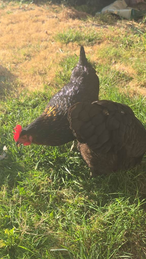 *2 Healthy Hens with Quality Hutch – £50 Quick Sale**