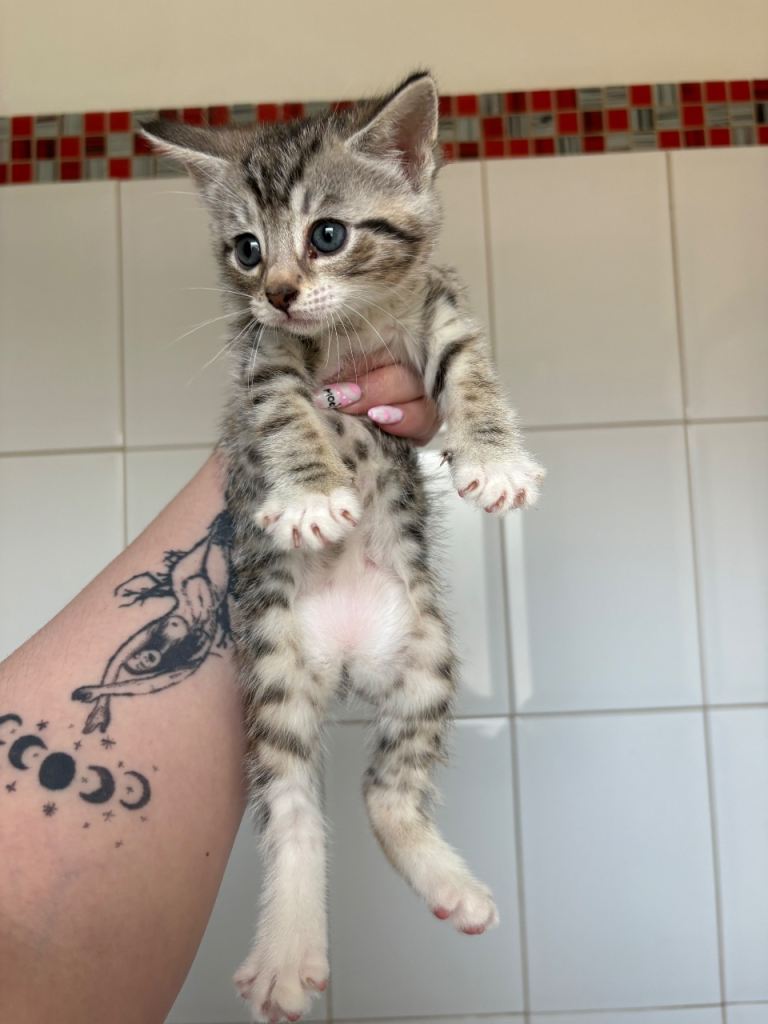 Tabby kittens! 