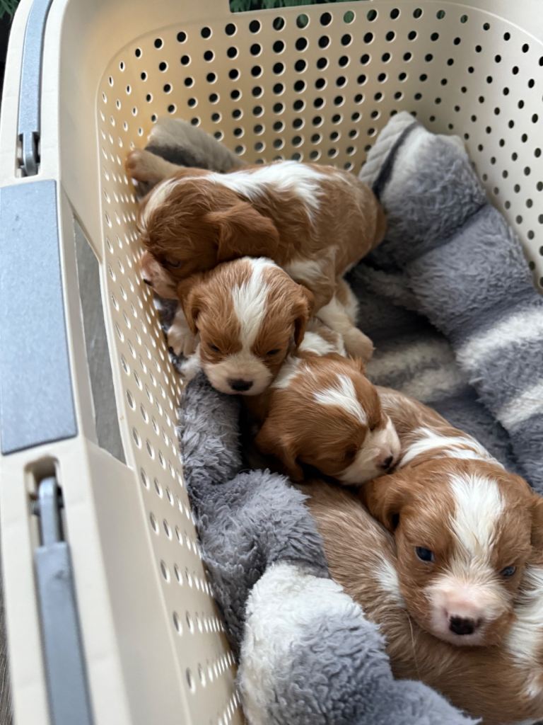 King Charles puppies only one boy left