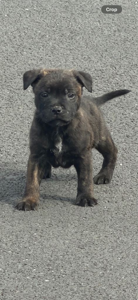 Staffordshire bull terrier (black brindle males)