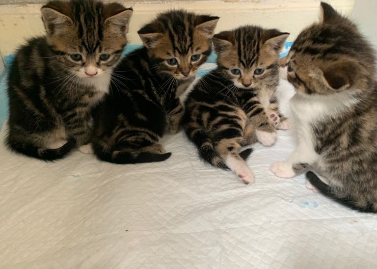 Kittens ready for new homes