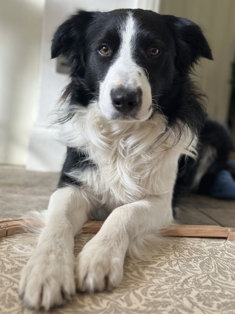 Moon the Welsh collie, looking for a new home