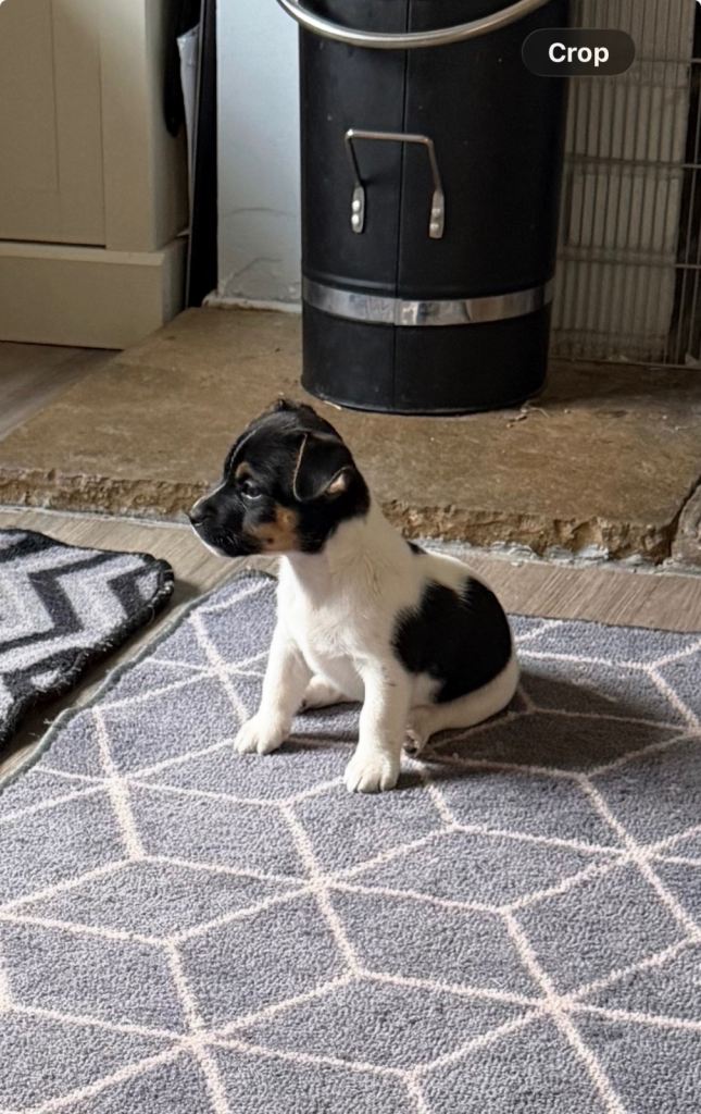 Beautiful litter of 3/4 Jack Russell puppies 