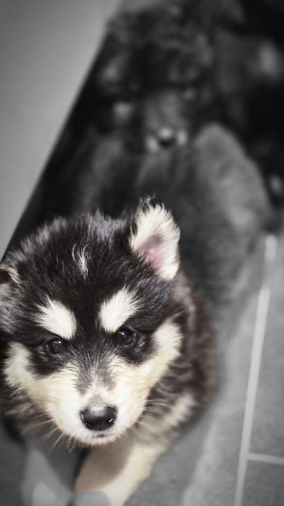 Samoyed x German Shepherd Puppies – Teddy Bear Fluffballs