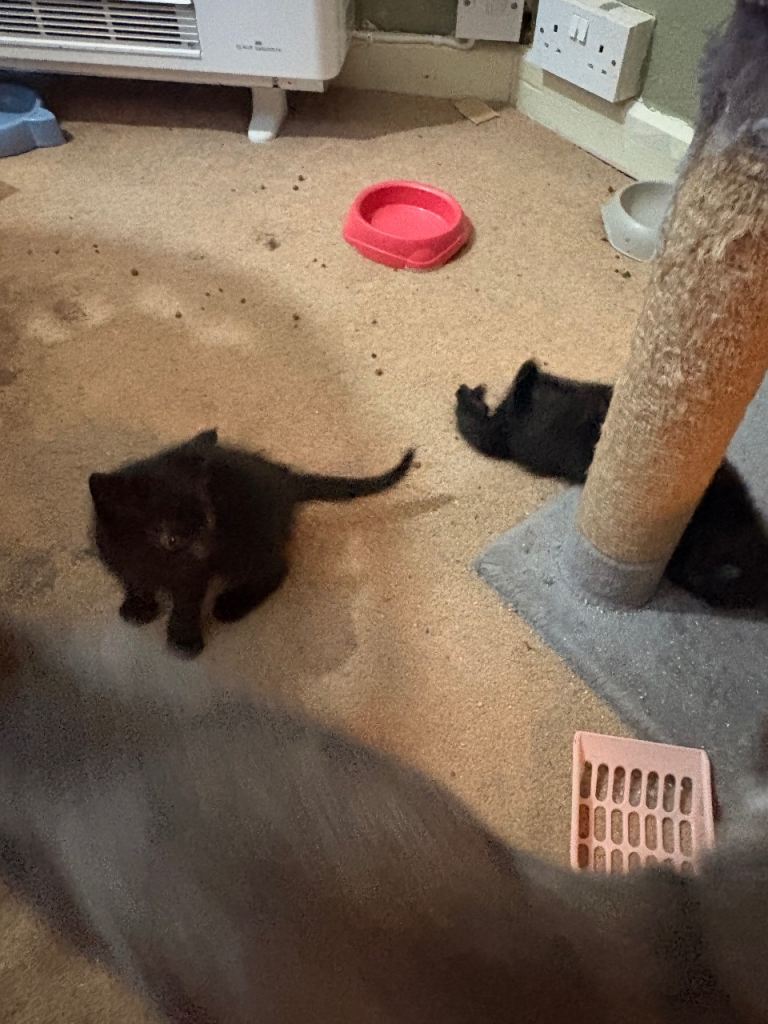2 female black kittens ready  now  