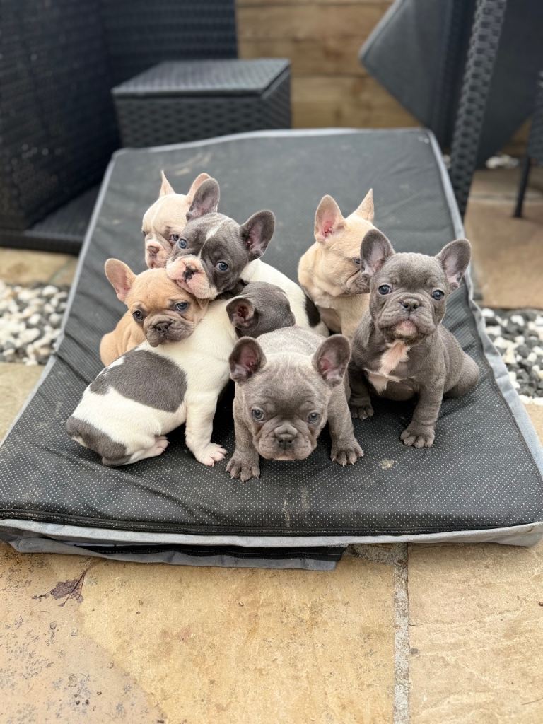 French bullies for sale