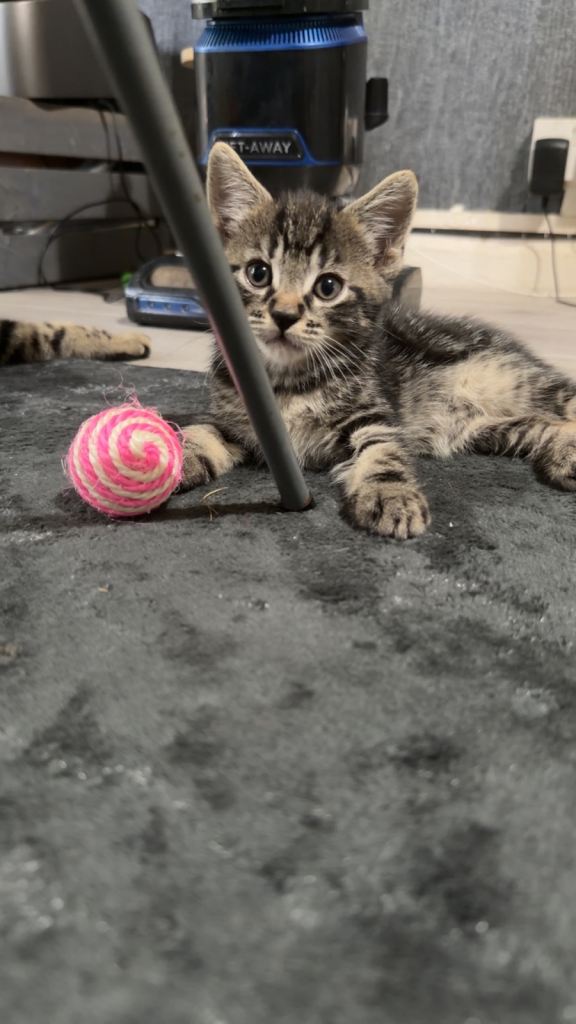 4 beautiful kittens to loving homes