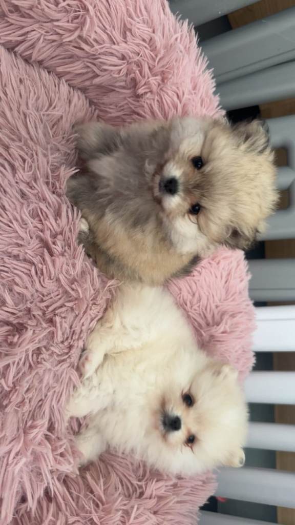 2 Female pomeranian Puppies for sale £1300