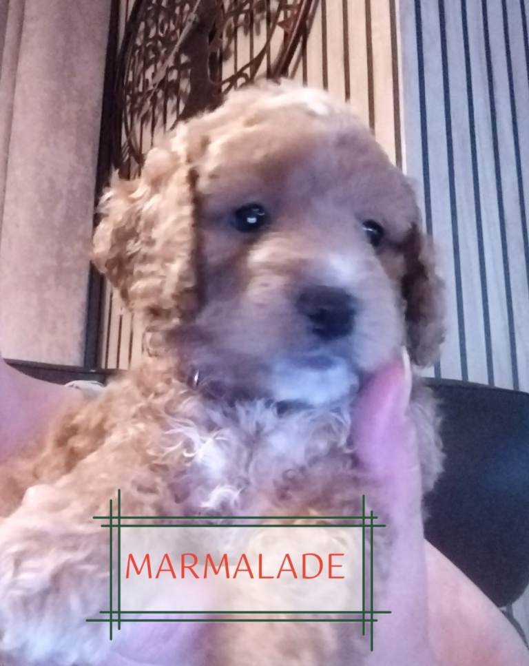 Gorgeous Maltipoo x Cockapoo Puppies 