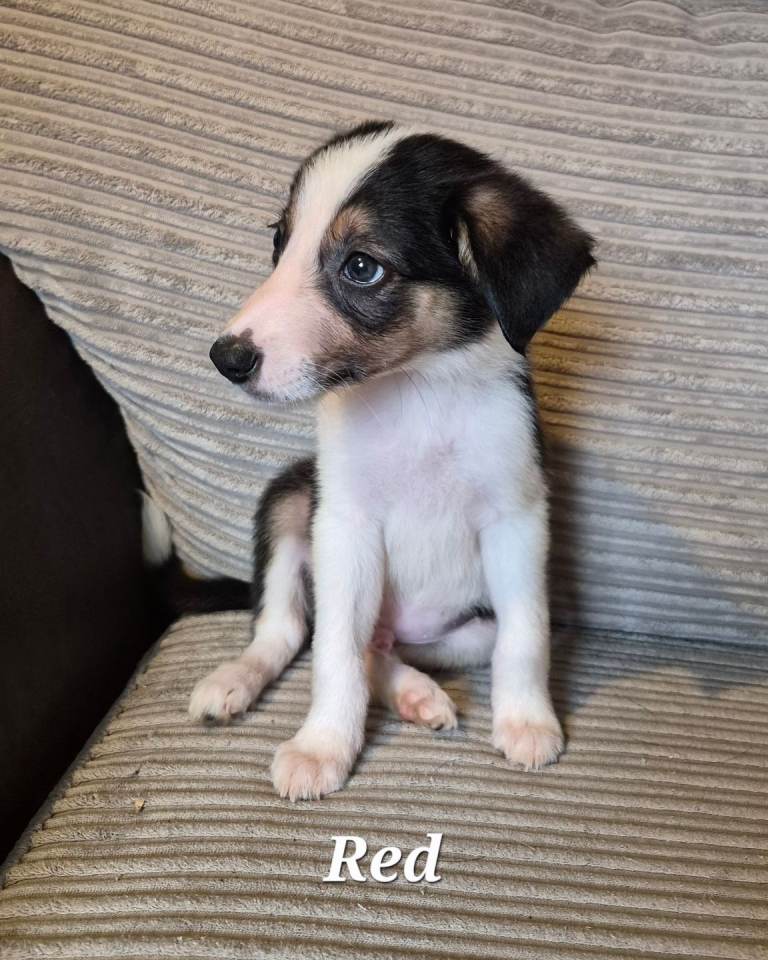 Mixed litter Border Collies looking for their new homes.