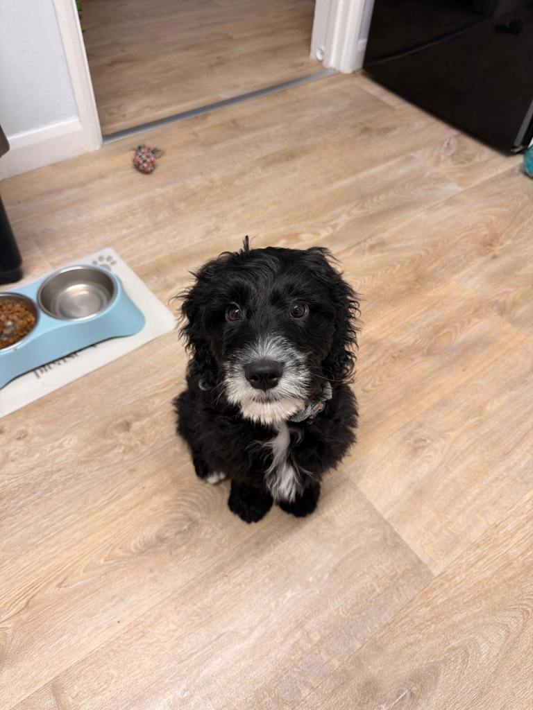 Cockapoo puppy 