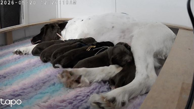 Sprocker puppies 