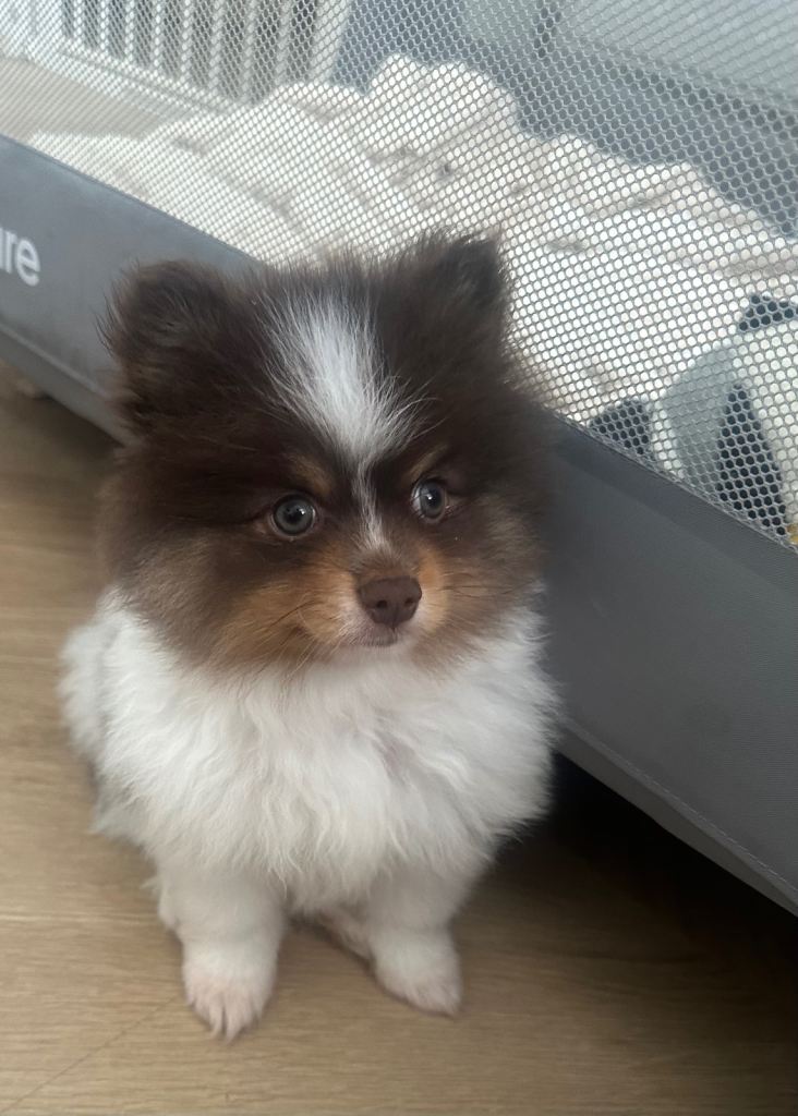   Ready to go Beautiful Pomeranians 😍
