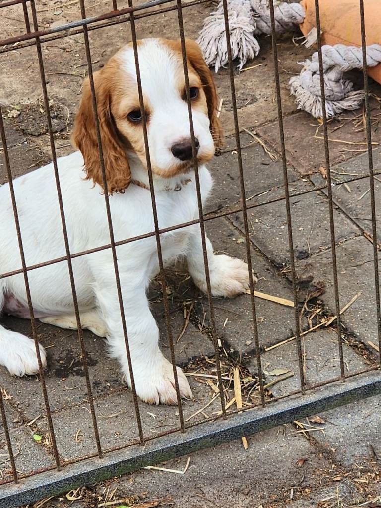 Sprocker Spaniel Pups F2 from Licenced Breeder 