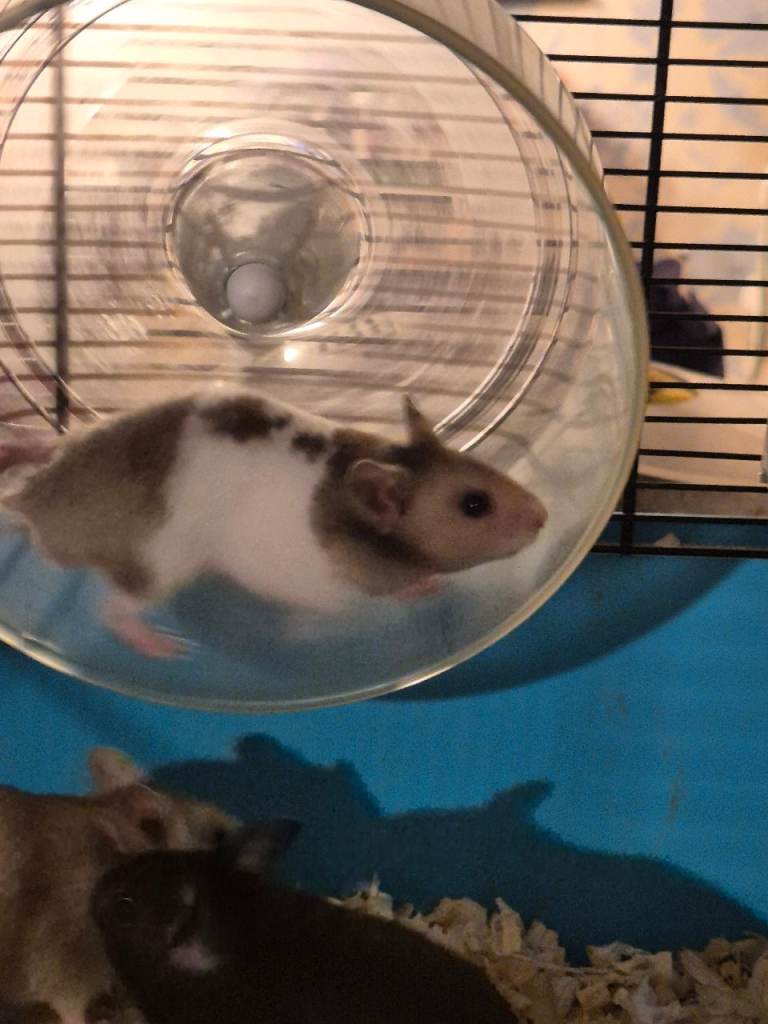 Baby syrian hamsters 