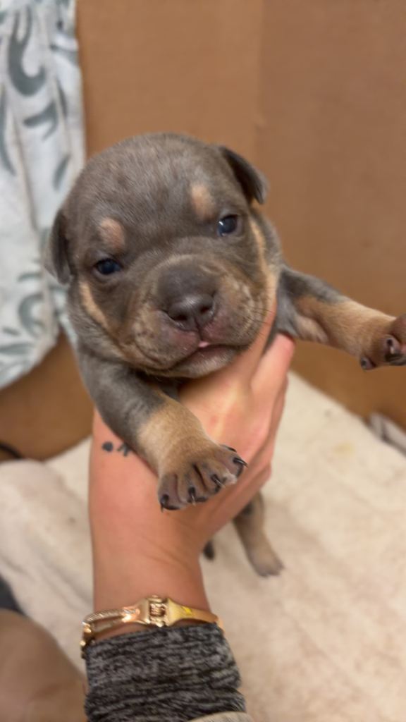 Chunky pocket bully pups 