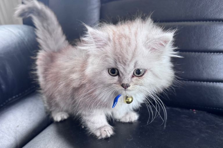 Chinchilla Persian kitten