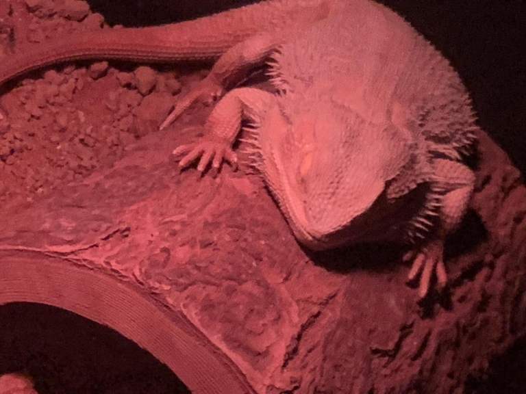 Male breaded dragon with full set up 