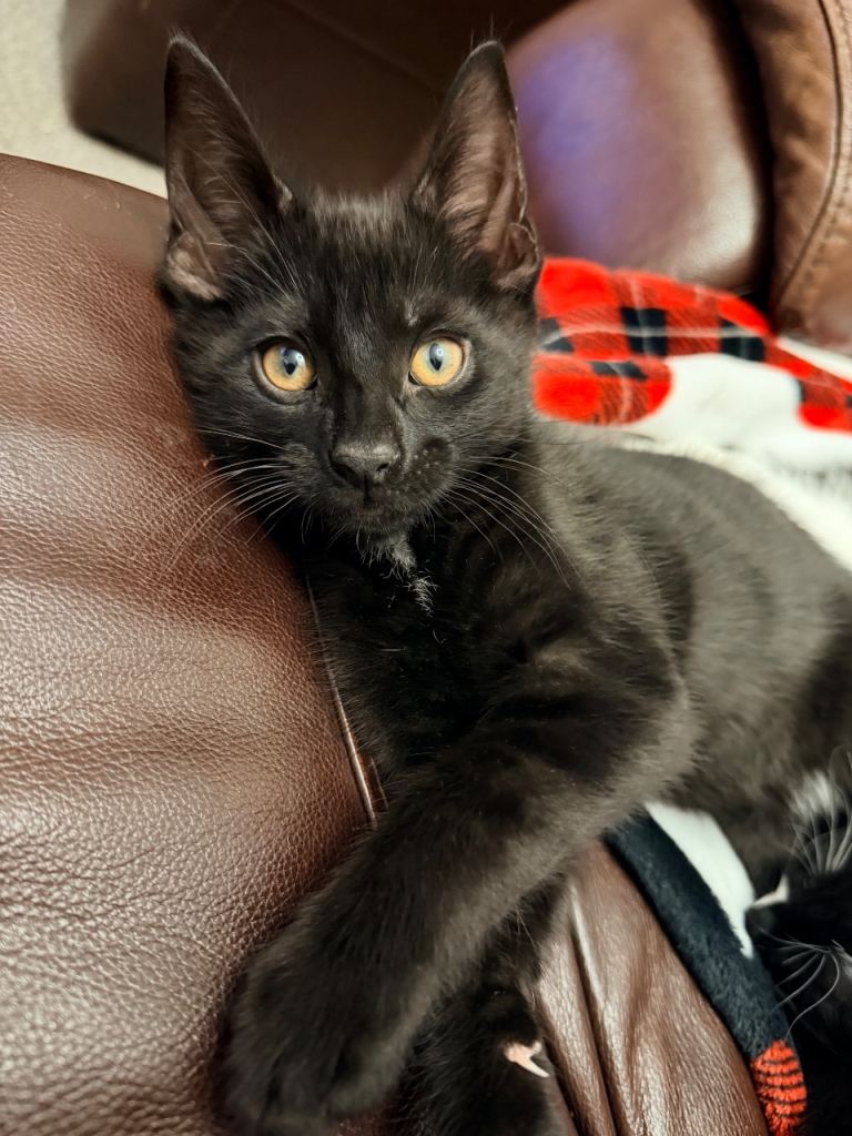 🐾 Adorable Kittens Looking For A Loving Home 🐾