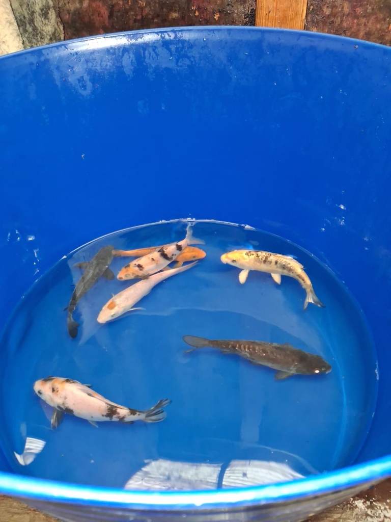 koi carp for sale