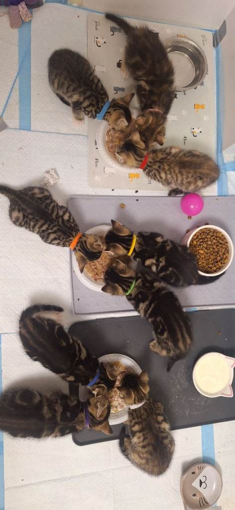 9 Kittens for sale, ready for new homes at 8 weeks old from 8th May