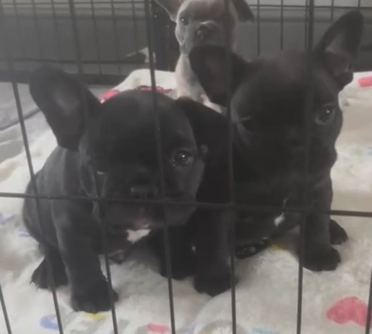 Frenchie X pug puppies 
