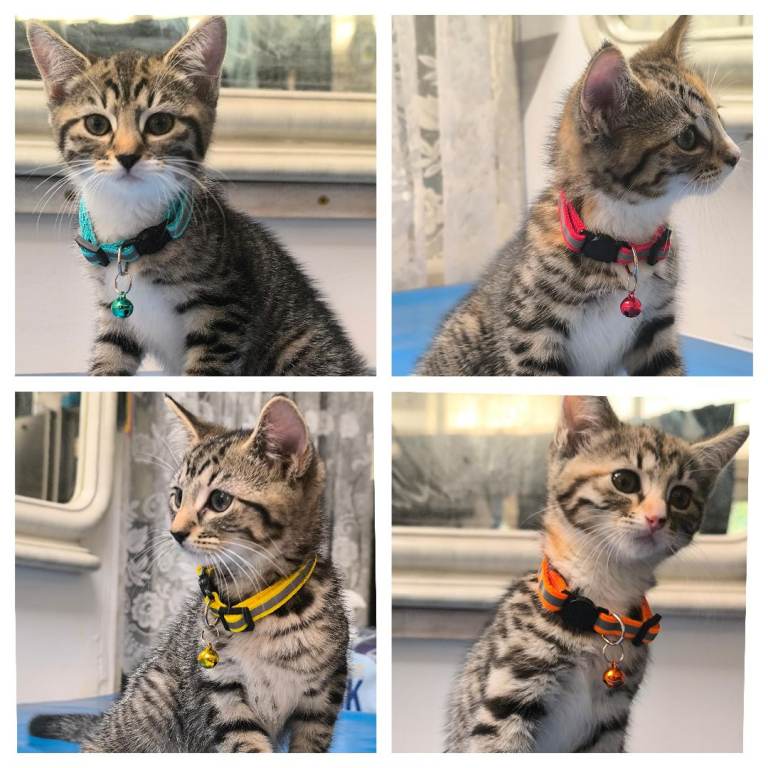 Tabby Kittens 🐈