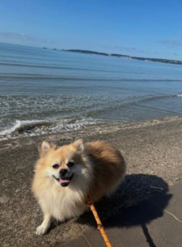 Pomchi 