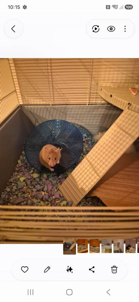  (due to be rehomed on Tuesday)