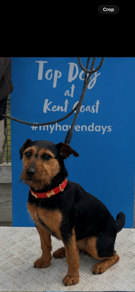 3 Year old Jagdterrier for rehoming 