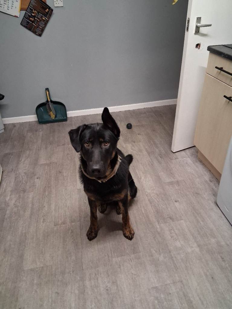 Beautiful boy labrador x German Shepherd 