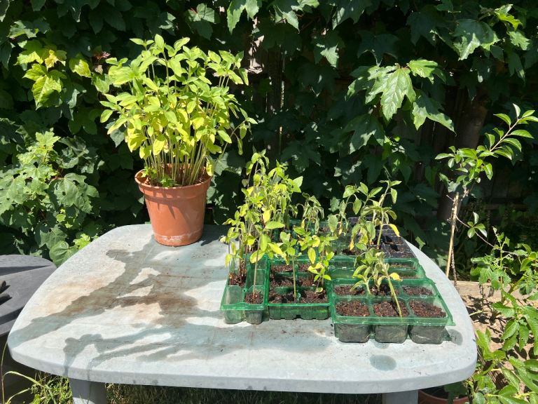 Sunflower plants.