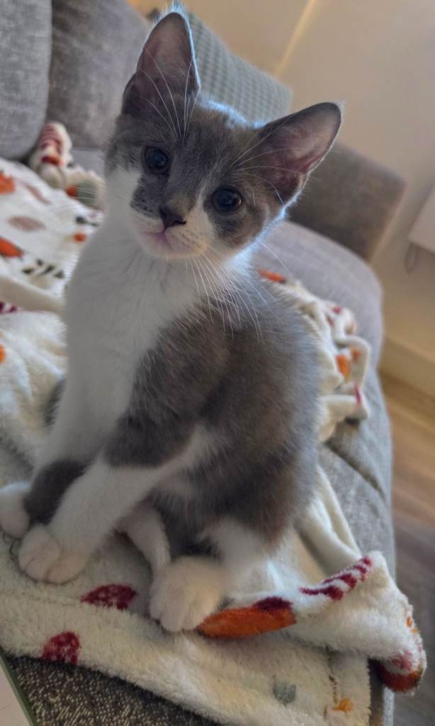 1 kitten