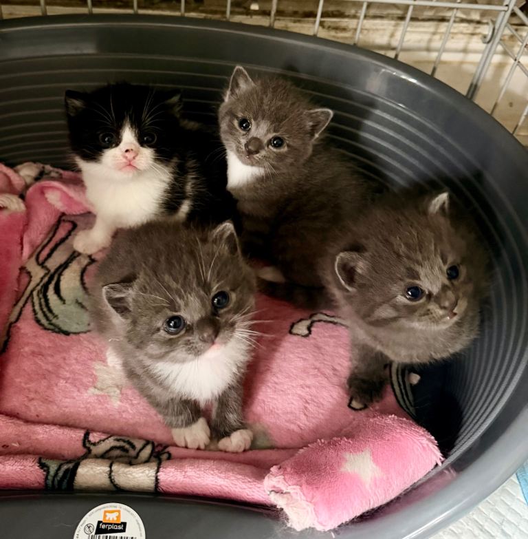 Beautiful British shorthair cross kittens