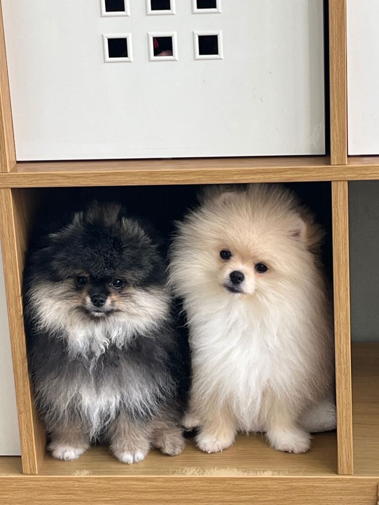 Pom Puppies from Five Star breeder 