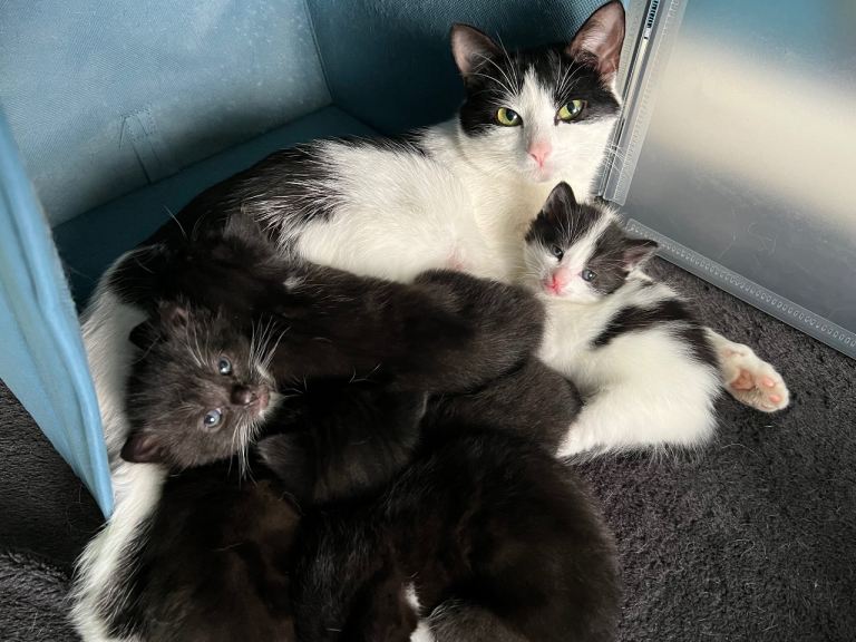 Gorgeous black and white kittens  