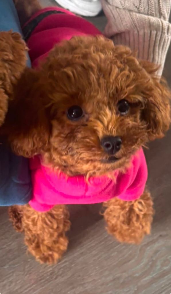 Asian Toy Poodle 🧸 girl