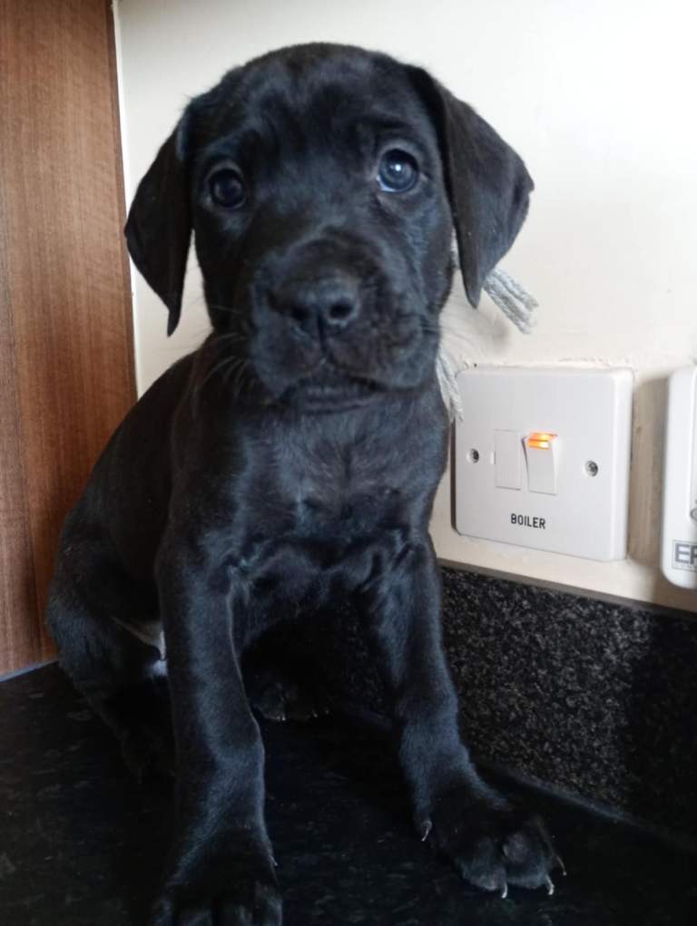 Great Dean Mix with cane corso puppies for sale 
