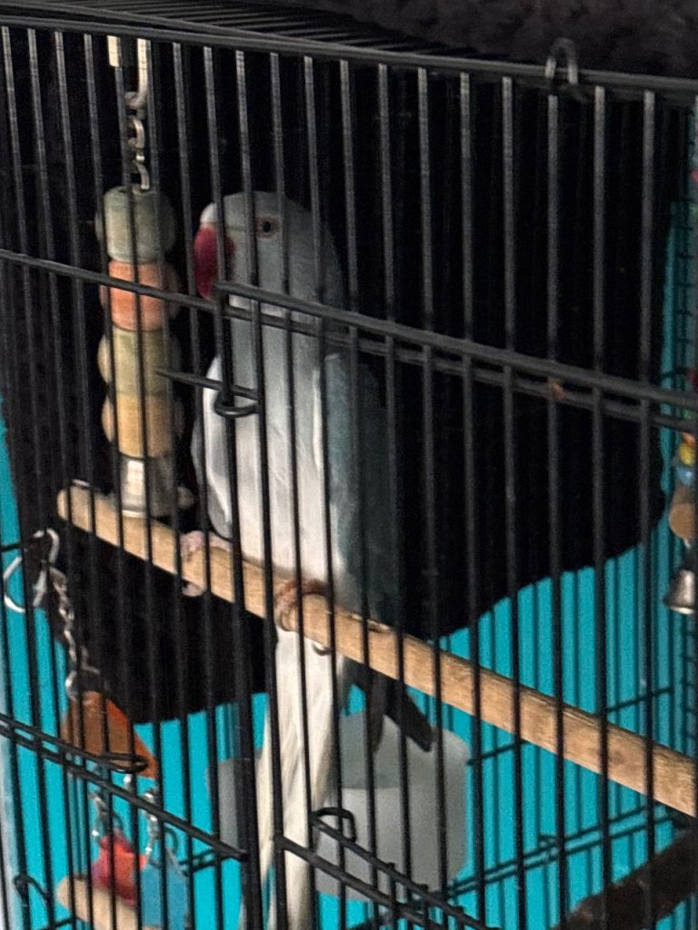 Blue ringneck for sale