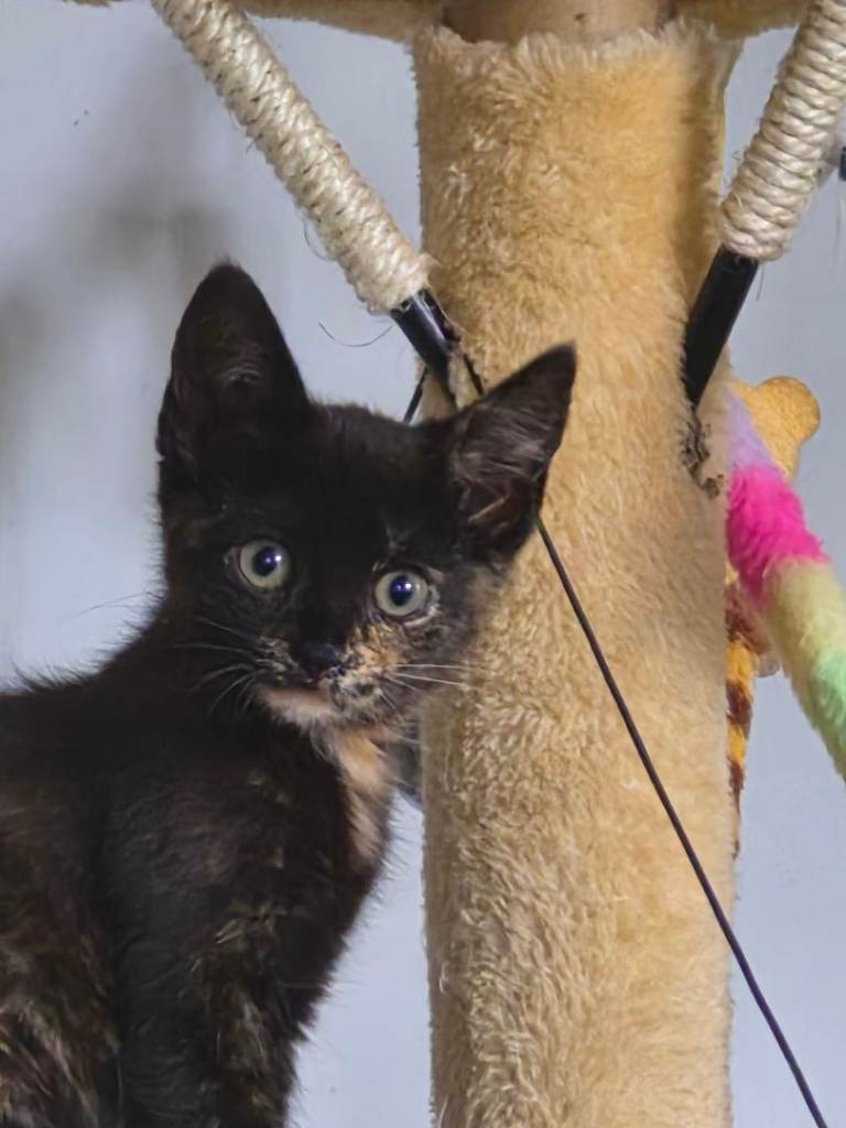Kittens ready now